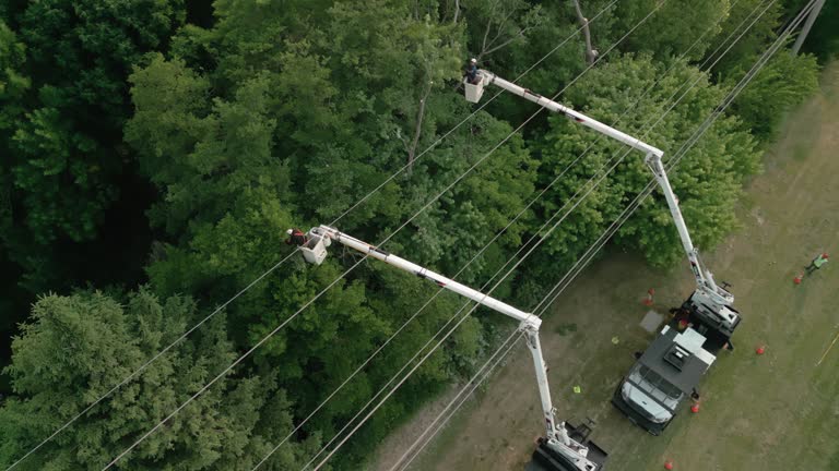 Best Emergency Tree Removal  in Merritt Park, NY